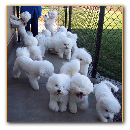 A whole bunch of Bichons
