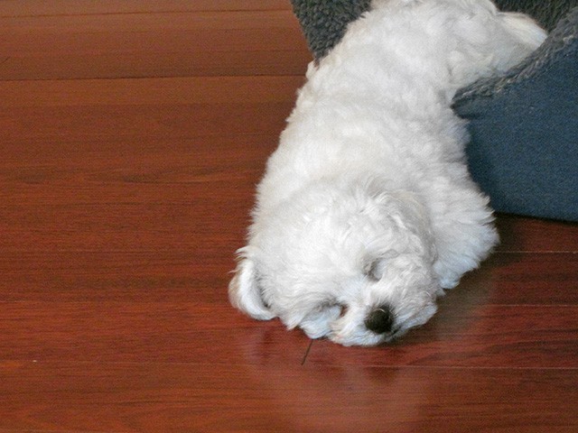 The Absolutely loveable Bichon Frise_002