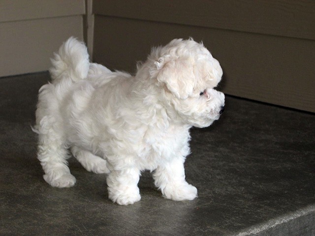 The Absolutely loveable Bichon Frise_004