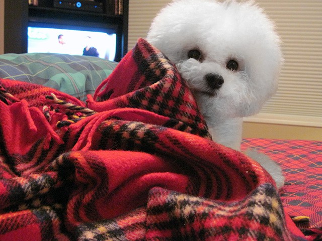 The Absolutely loveable Bichon Frise_008