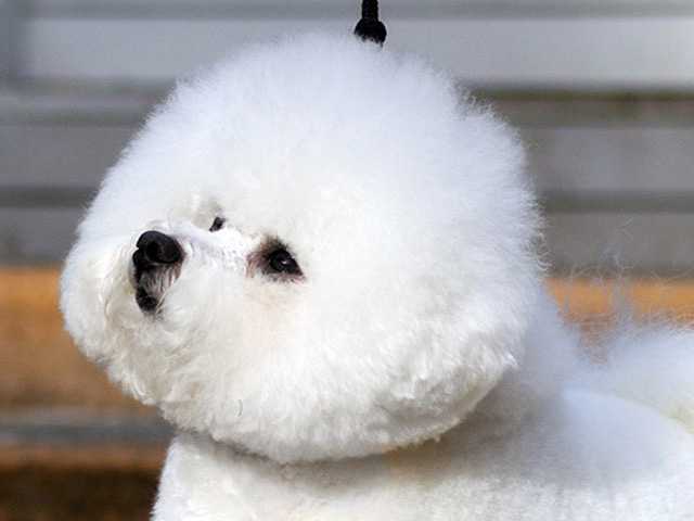 The Absolutely loveable Bichon Frise_017