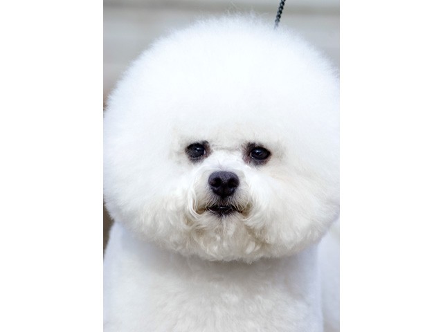 The Absolutely loveable Bichon Frise_019