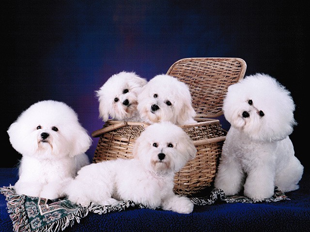 The Absolutely loveable Bichon Frise_026