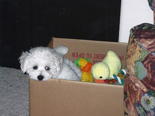 The Absolutely loveable Bichon Frise_036