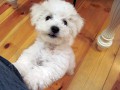 The Absolutely loveable Bichon Frise_001