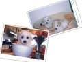 The Absolutely loveable Bichon Frise_003