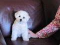 The Absolutely loveable Bichon Frise_011