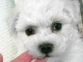 The Absolutely loveable Bichon Frise_012