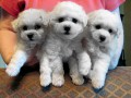 The Absolutely loveable Bichon Frise_014