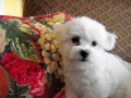 The Absolutely loveable Bichon Frise_015
