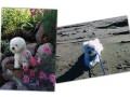The Absolutely loveable Bichon Frise_018