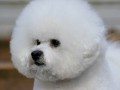 The Absolutely loveable Bichon Frise_021