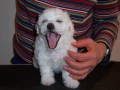 The Absolutely loveable Bichon Frise_027