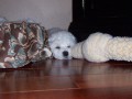 The Absolutely loveable Bichon Frise_029