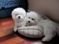 The Absolutely loveable Bichon Frise_030
