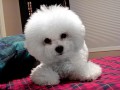 The Absolutely loveable Bichon Frise_034