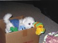 The Absolutely loveable Bichon Frise_037