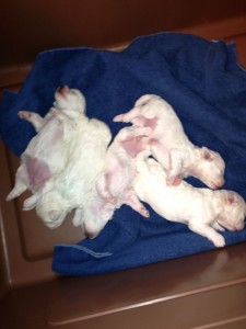 Piper's puppies at 12 days old