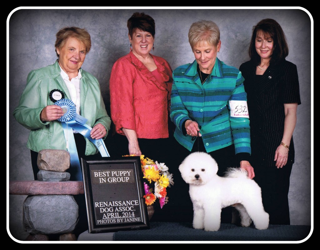 Flo-Jo and Baron made their conformation debut.   Flo-Jo (Absolutely Agape Fast and Flashy) was awarded Best Opposite Sex in the Juvenile Sweepstakes.  Many thanks to Judge Sherry Watts.   Baron (Absolutely Agape Heartthrob) (pictured) garnered two points later that day as Winners Dog in the Renaissance Dog Association show.  Judge Polly Smith also honored him as Best Puppy in Breed and Best Puppy in the non-sporting group! 
