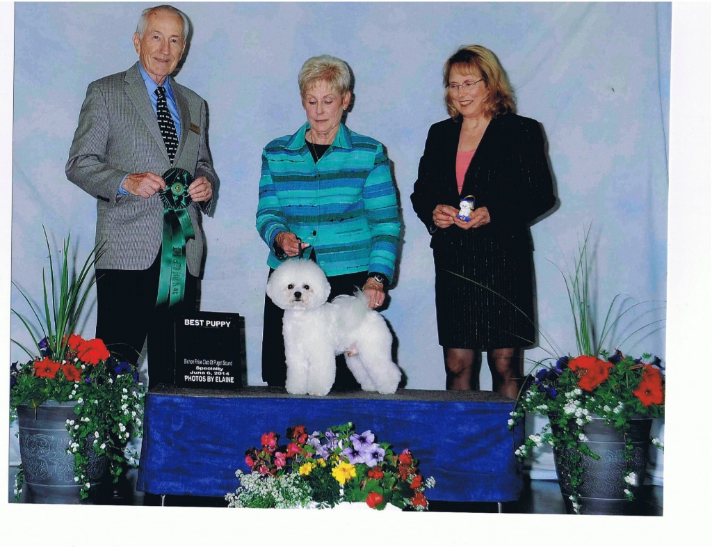 Barron winning Best Puppy in Specialty Show