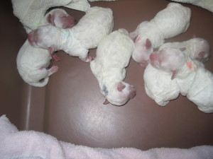 Piper x Zeke puppies.  One day old.