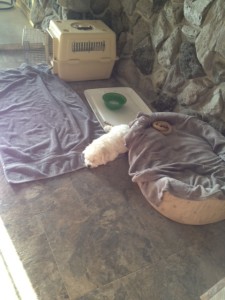 He has a bed, a crate, and a towel, but he closes to sleep in the floor.