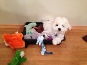 Finn puts his toys away