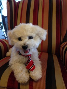 Finn is looking very jaunty in his tie!