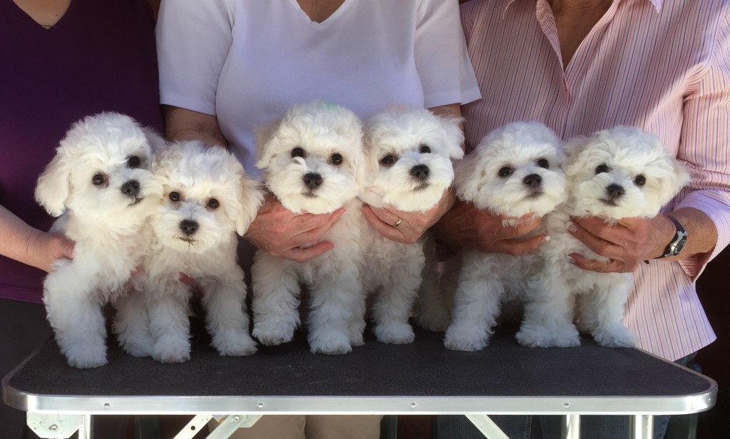 Puppies at 10 weeks