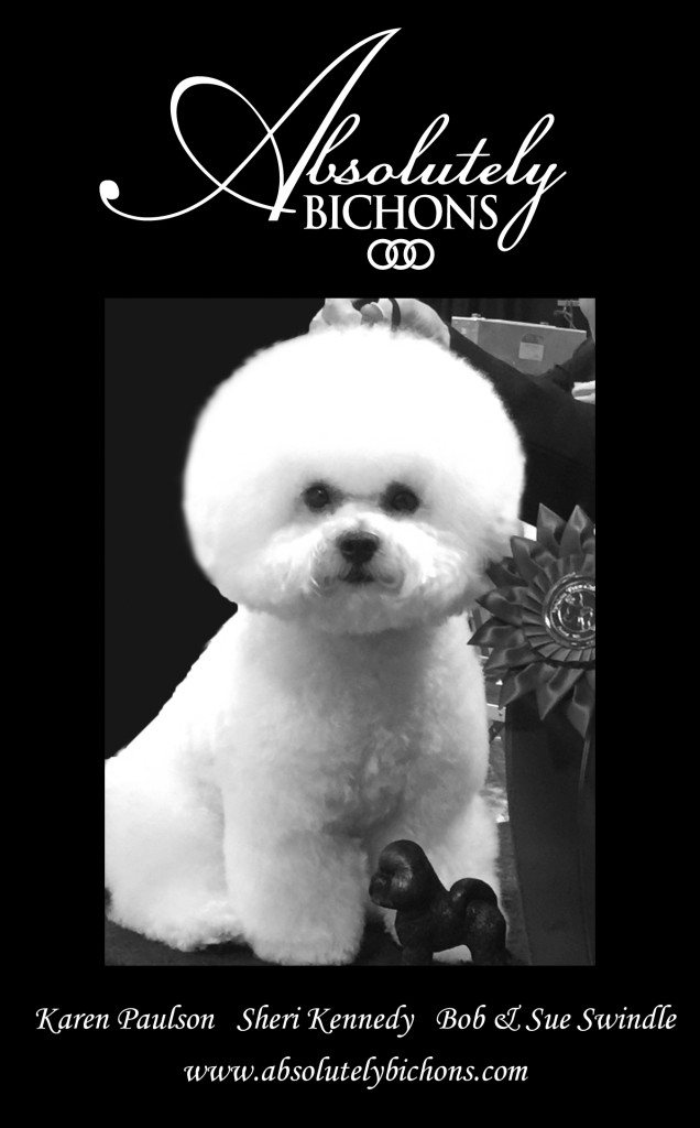 This is our ad for the Bichon National Specialty 2016.  That handsome fellow is Baron.