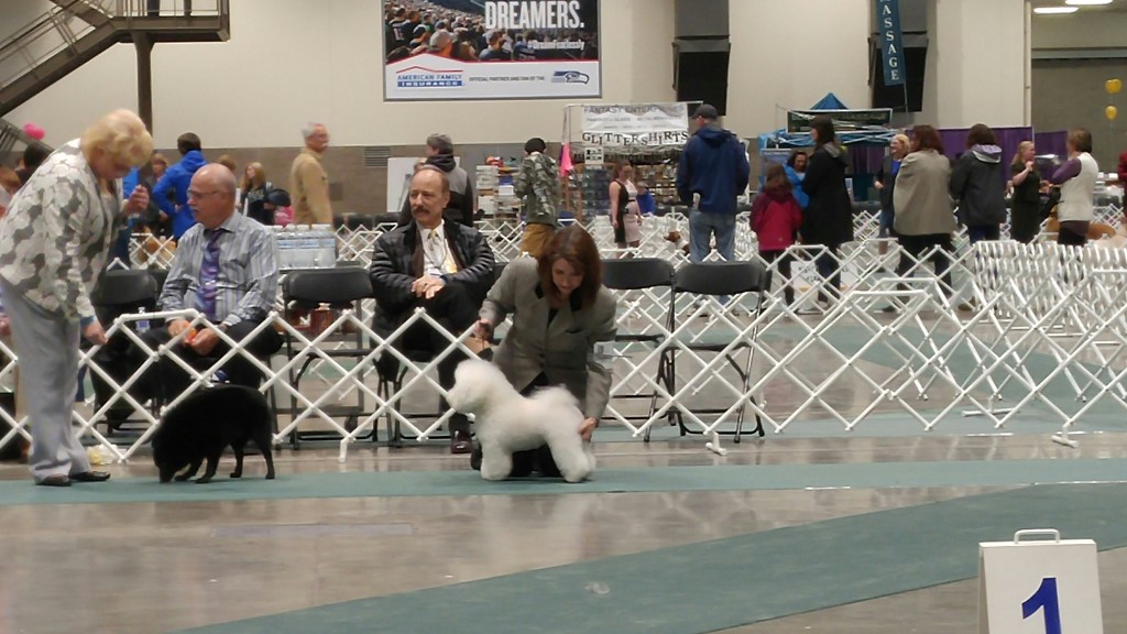 Baron was best of breed both days of the Seattle Kennel Club.  Here he is with Sheri in the group ring.