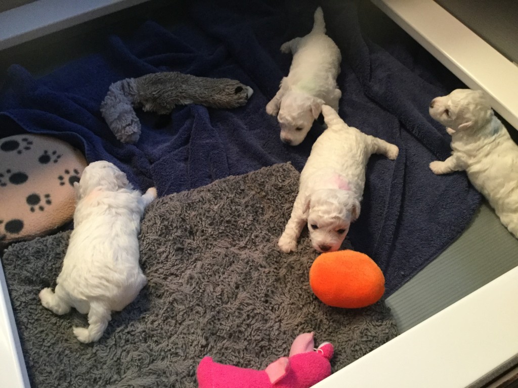 The puppies seem to enjoy their larger space.  Their little legs got some good exercise, exploring their new surroundings.   