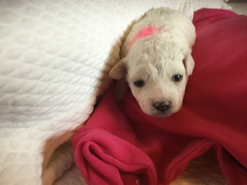 Pink Girl is the largest, weighing 1 lb. 1.7oz. Her eyes opened first.