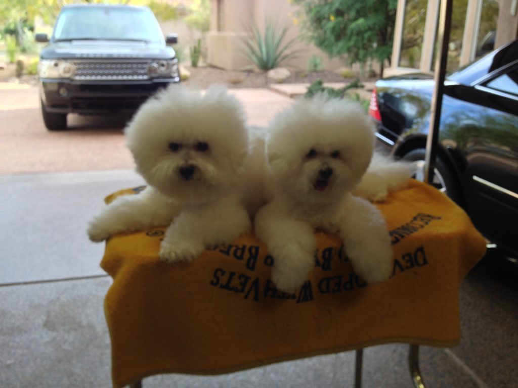 I enjoy seeing pictures of "my" puppies. This is Soleil, age 15 1/2 and LeDoux, age 14 1/2. Aren't they beautiful?!! 