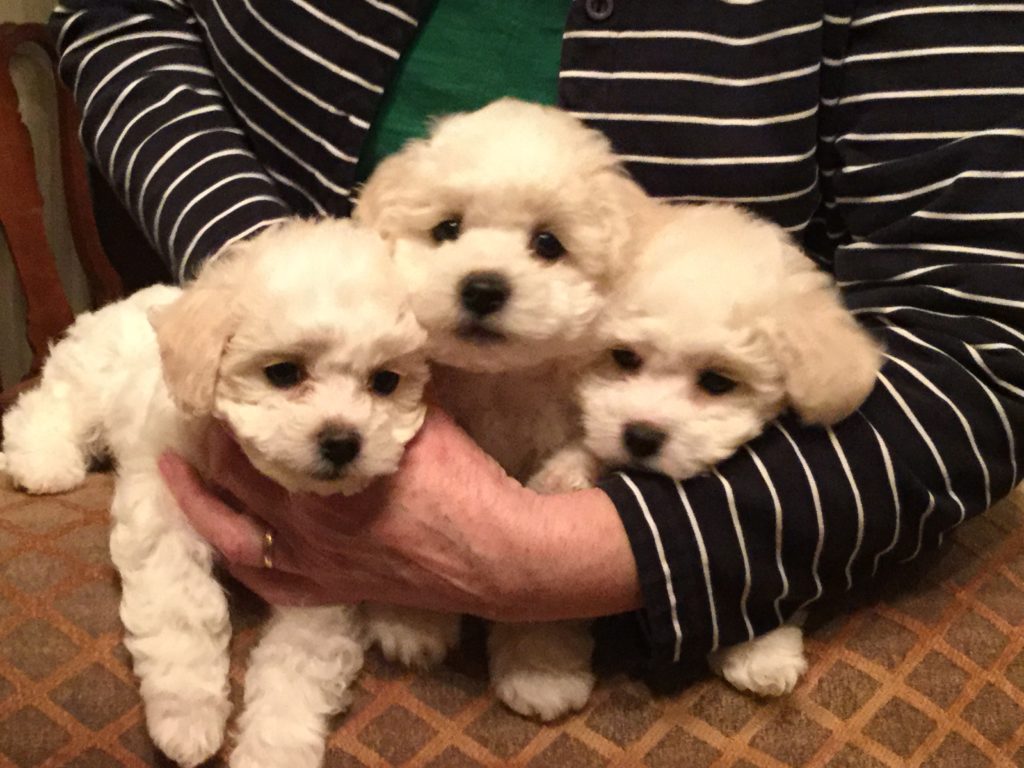 This photo is entitled squirmy 7.5 week old puppies. From the left, purple girl, green boy, pink girl.