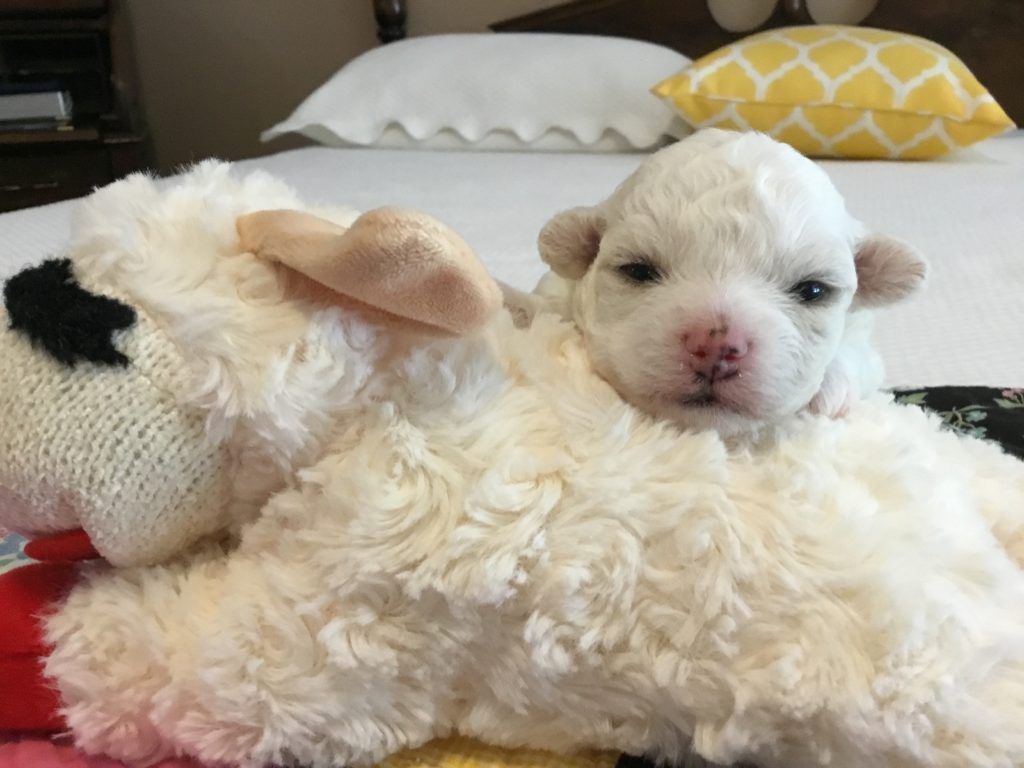 Since Junebug has no littermates, she gets this lamb as a substitute. She likes to snuggle next to, beside, under and on top of the lamb.